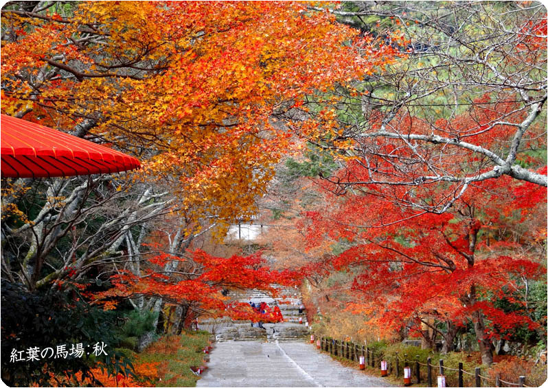 二尊院紅葉1