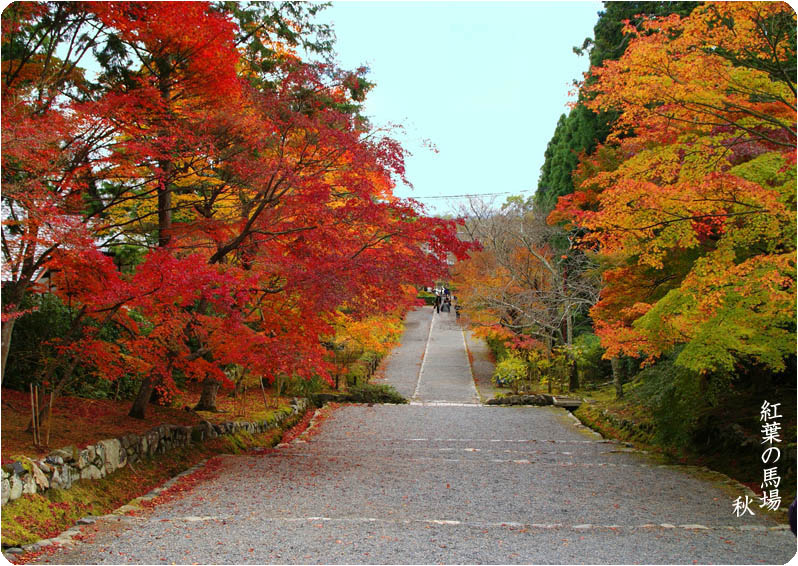 二尊院紅葉2