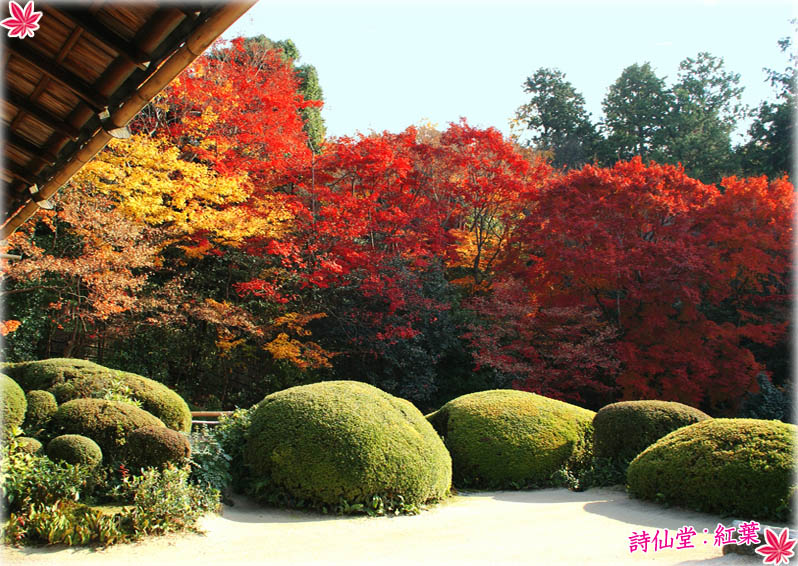 詩仙堂紅葉1