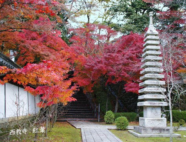 西教寺9