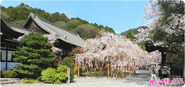 毘沙門堂桜1