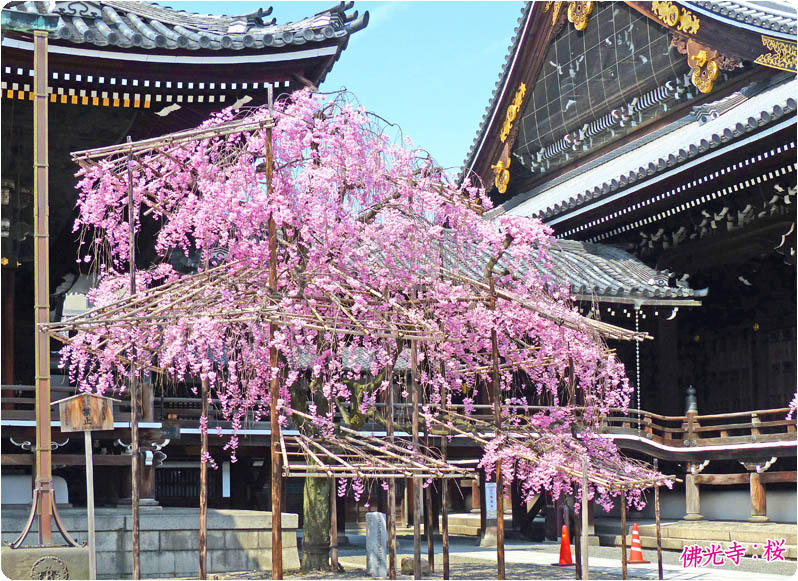 佛光寺桜2