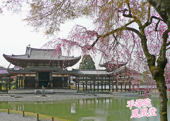 平等院　桜2