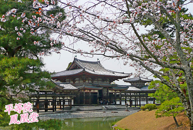 平等院　桜3