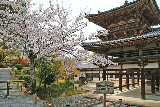 平等院　桜5