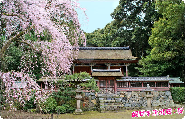 醍醐寺桜4