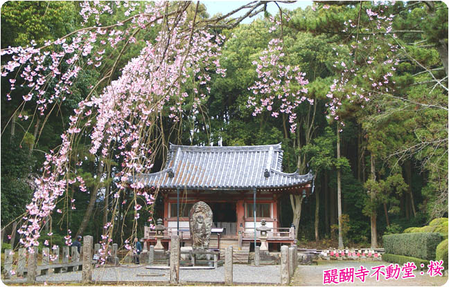 醍醐寺桜5