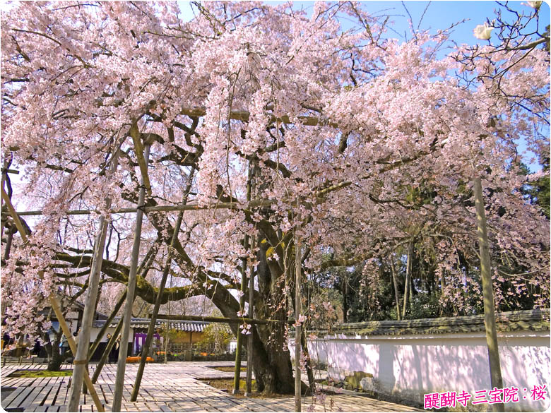 醍醐寺桜78-3