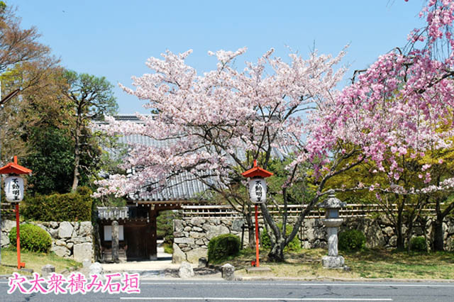 日吉大社 桜4