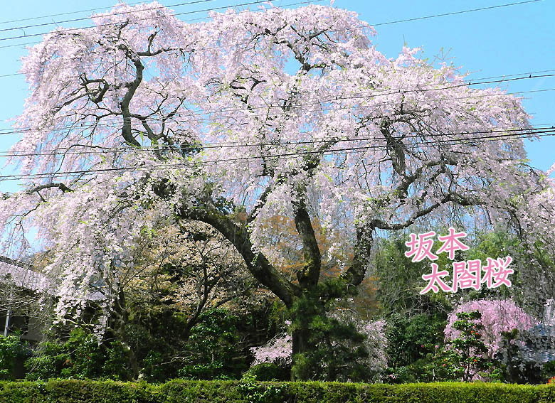 日吉大社 桜78-1