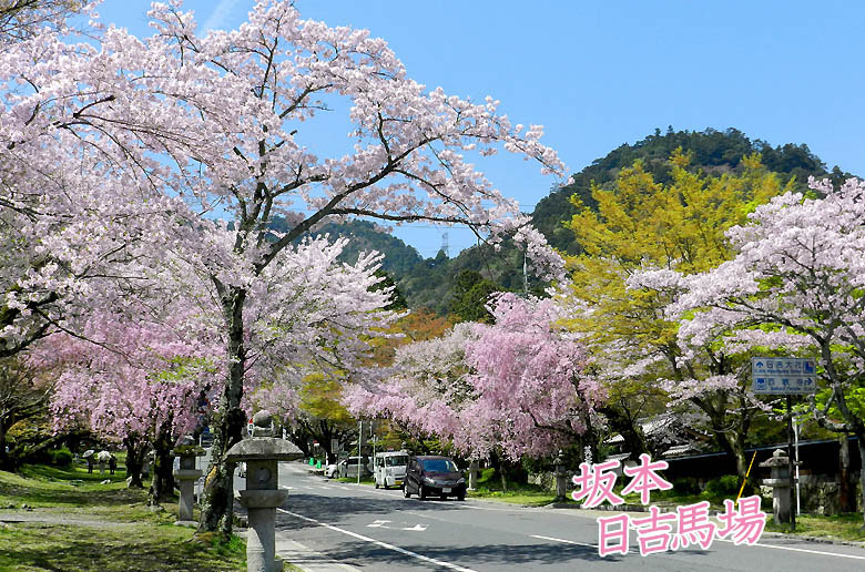 日吉大社 桜78-2