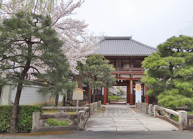 本法寺の桜1