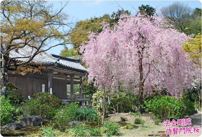 法金剛院桜3