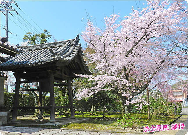 法金剛院桜4