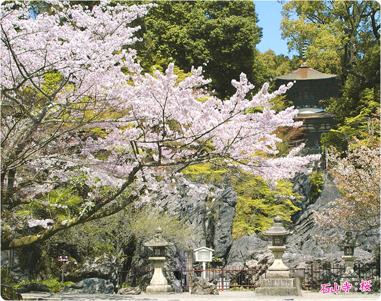 石山寺 桜78-1