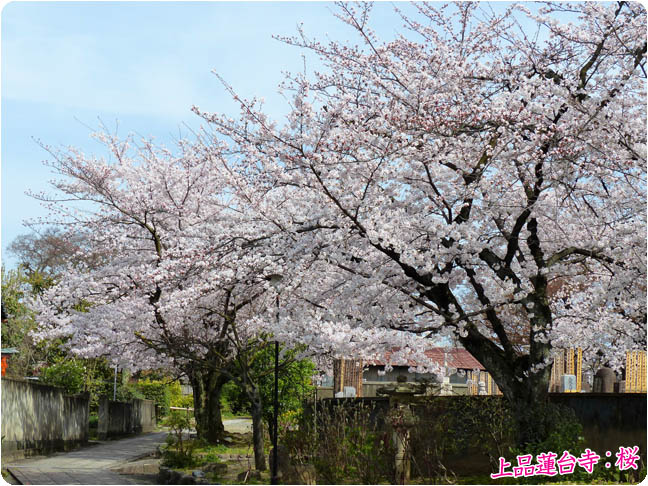 上品蓮台寺桜5