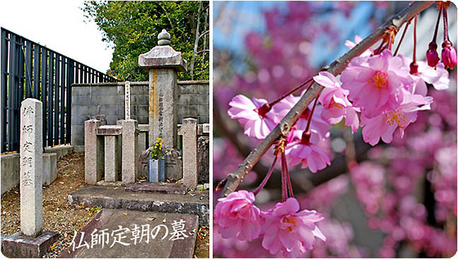 上品蓮台寺桜6