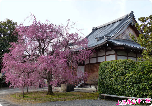 上品蓮台寺桜7