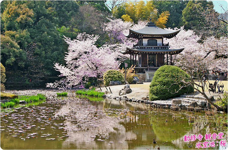 勧修寺の桜80-1