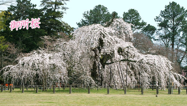 上賀茂神社桜2