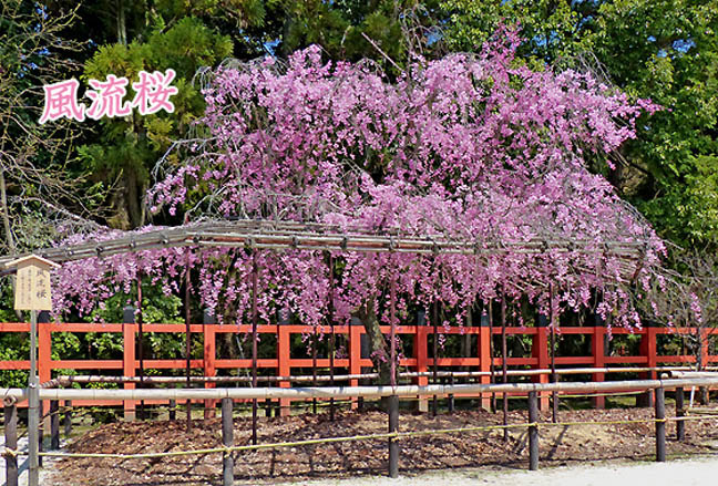 上賀茂神社桜5