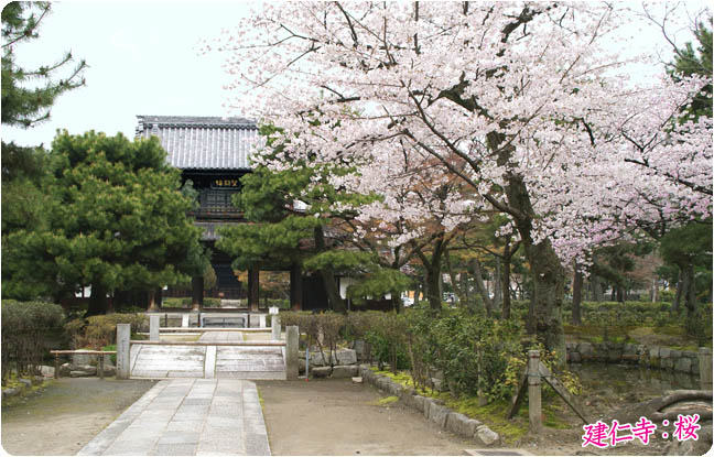 建仁寺桜2