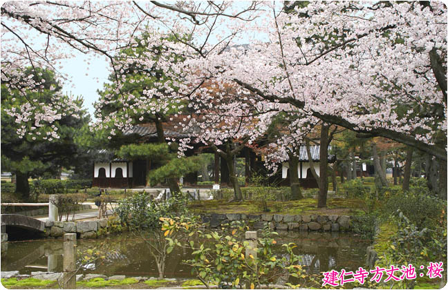 建仁寺桜3