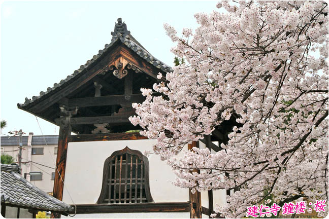 建仁寺桜4