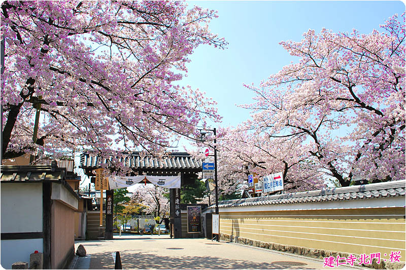 建仁寺桜80-1