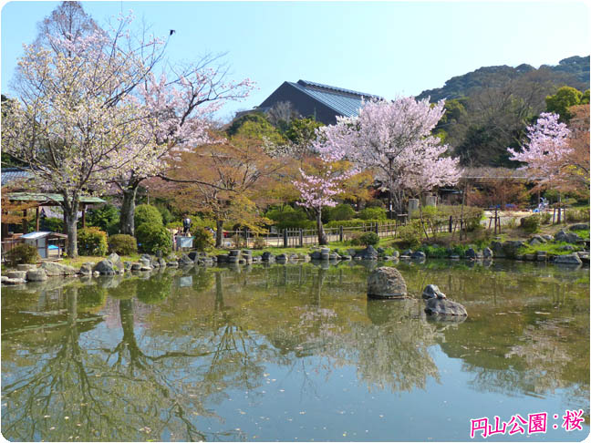 円山公園の桜5