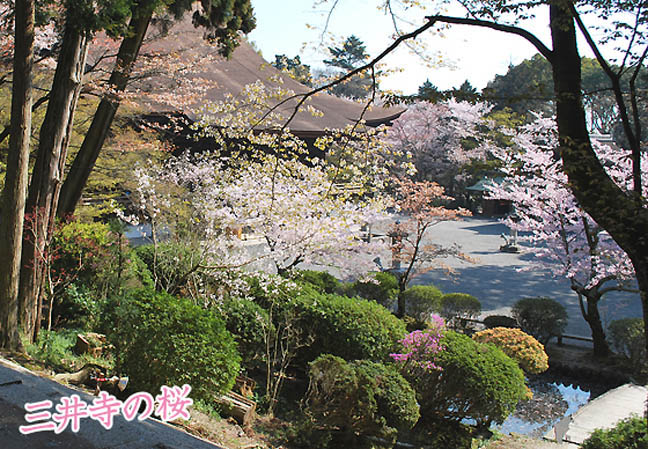 桜三井寺 桜5