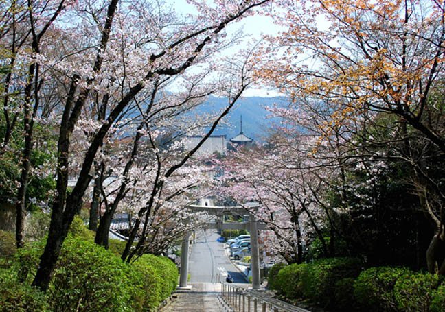 宗忠神社の桜