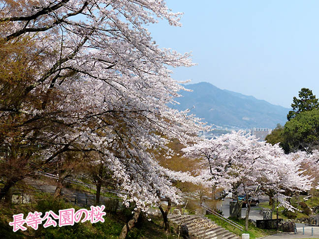 長等公園の桜1