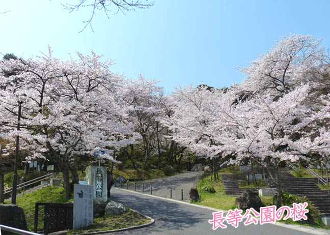 長等公園の桜2