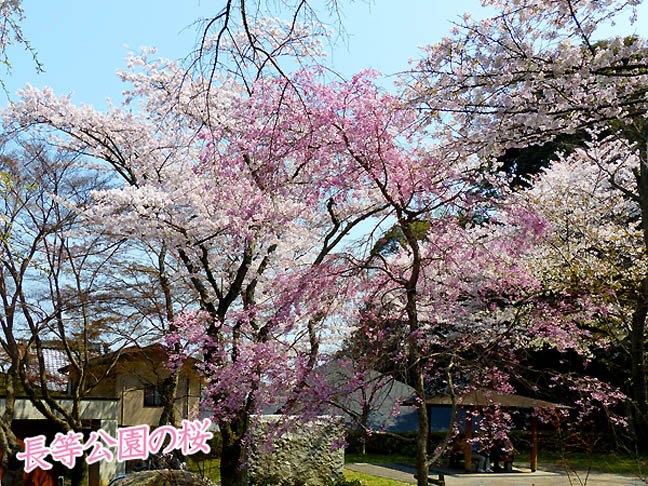 長等公園の桜3