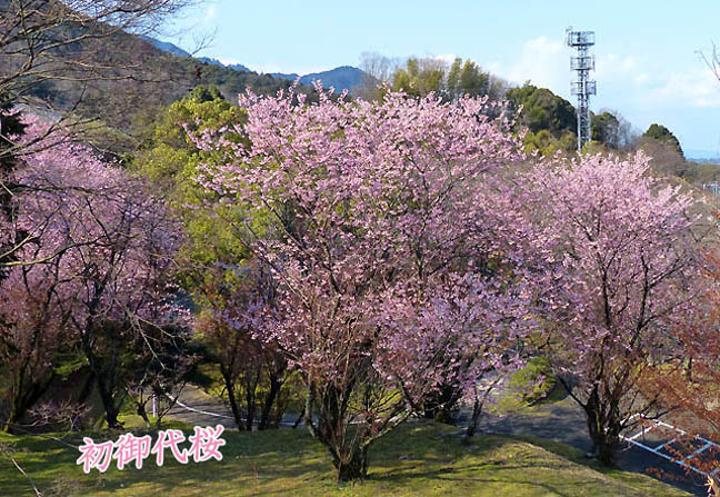 初御代桜