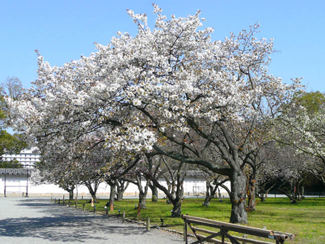 二条城の桜3