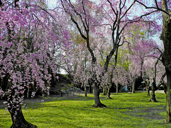 二条城の桜6