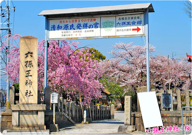 六孫王神社の桜1