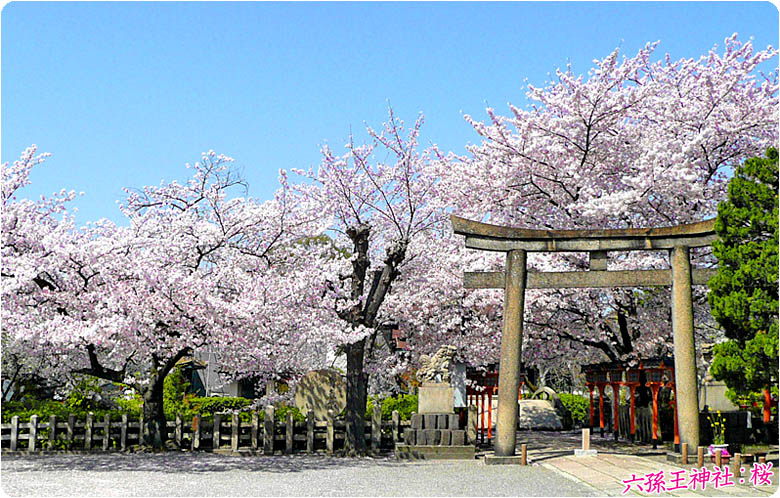 六孫王神社桜78-1