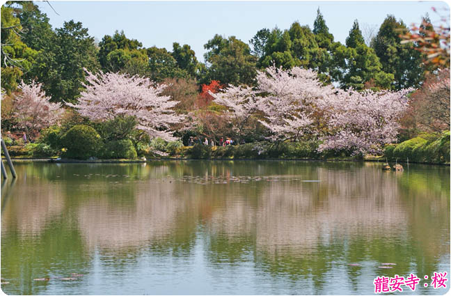 龍安寺桜4