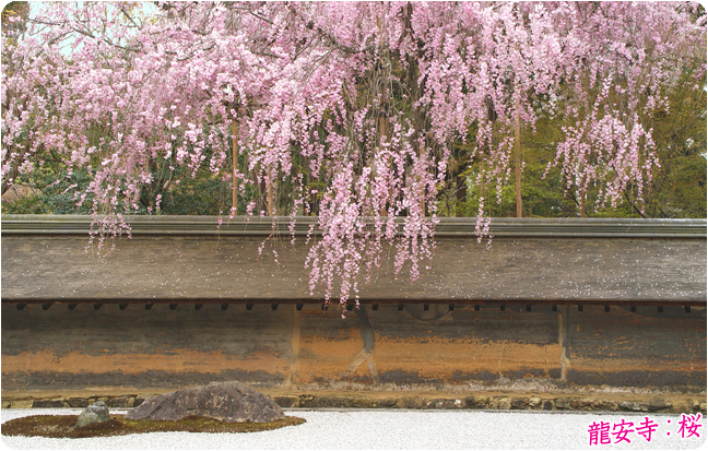 龍安寺桜5