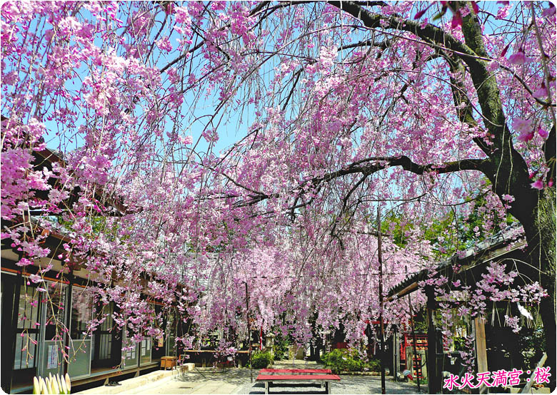 水火天満宮桜78-2