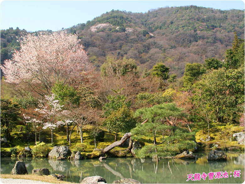 天龍寺の桜6