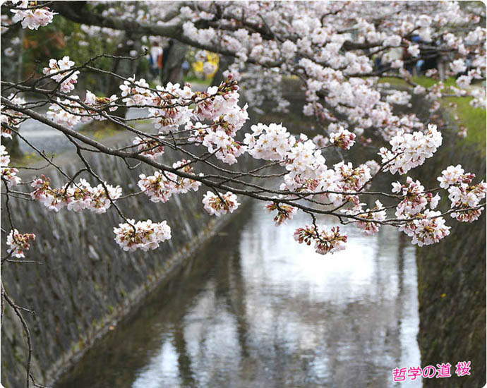 哲学の道桜5