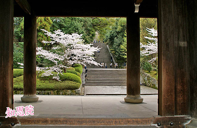 知恩院桜2