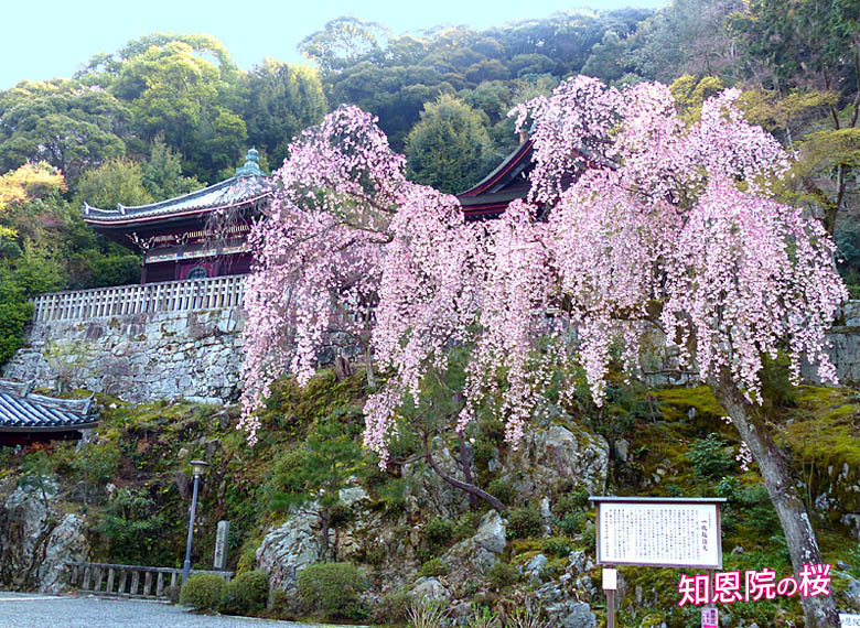 知恩院桜78-1