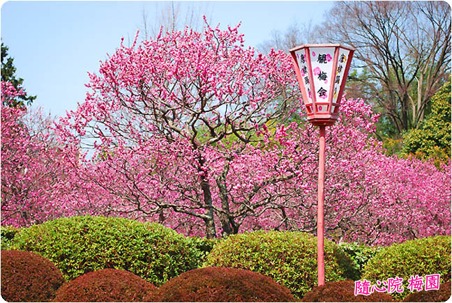 京都随心院梅4